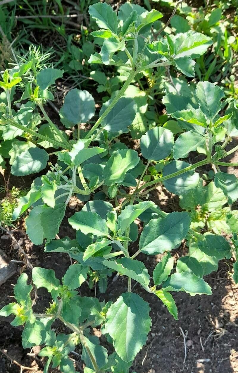 Bonplands Kroton 9