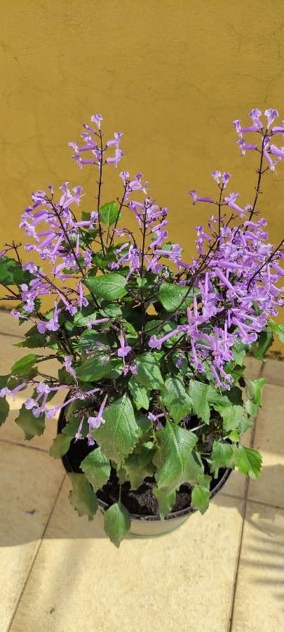 Plectranthus 10