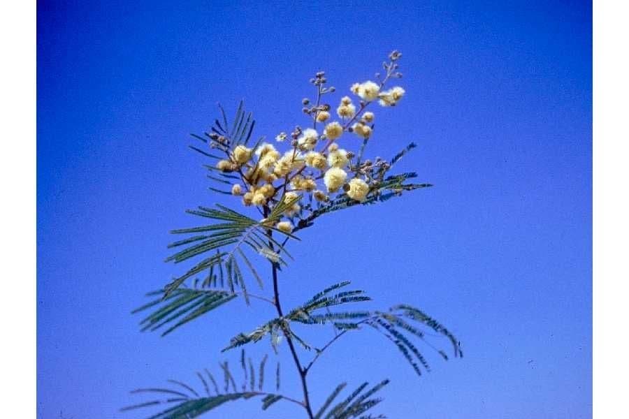 Senegalia berlandieri 5