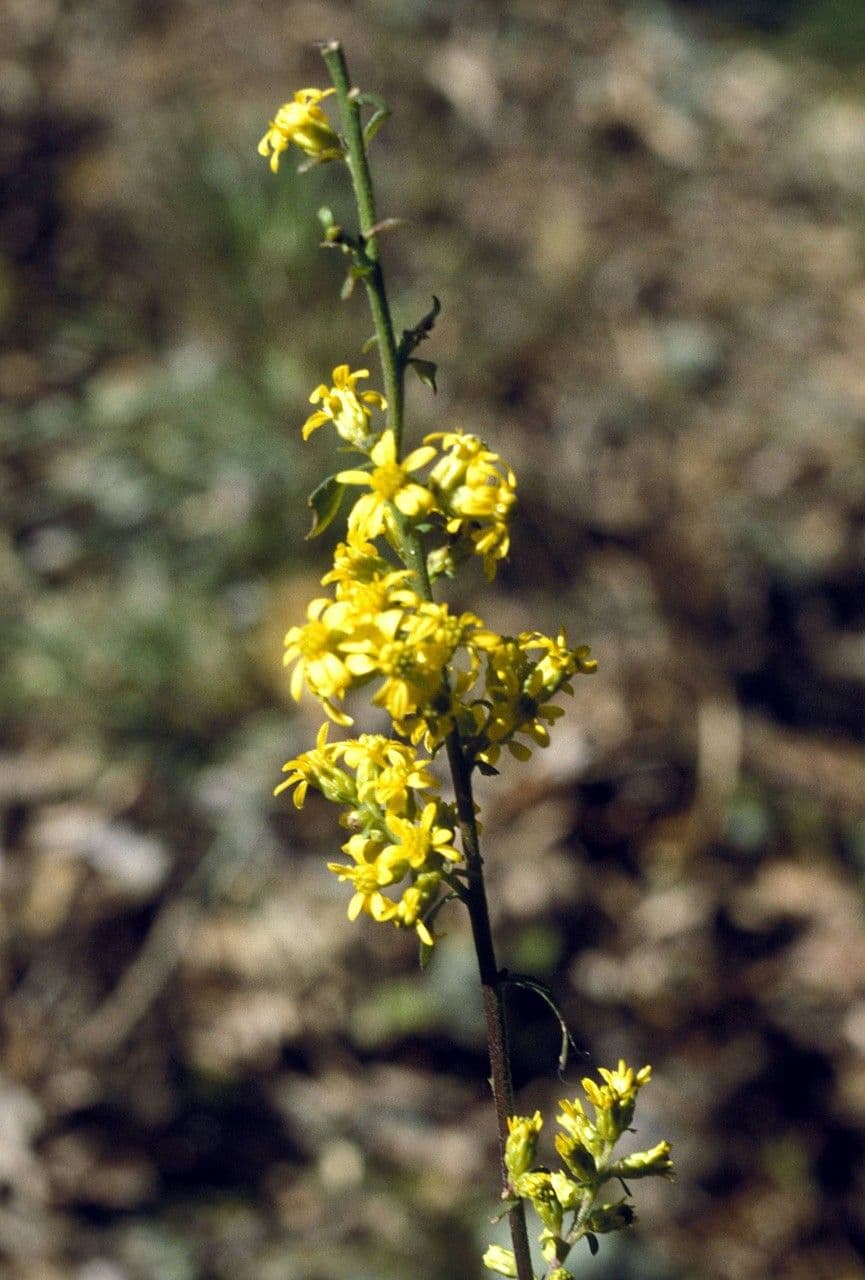 Verga d'oro 2