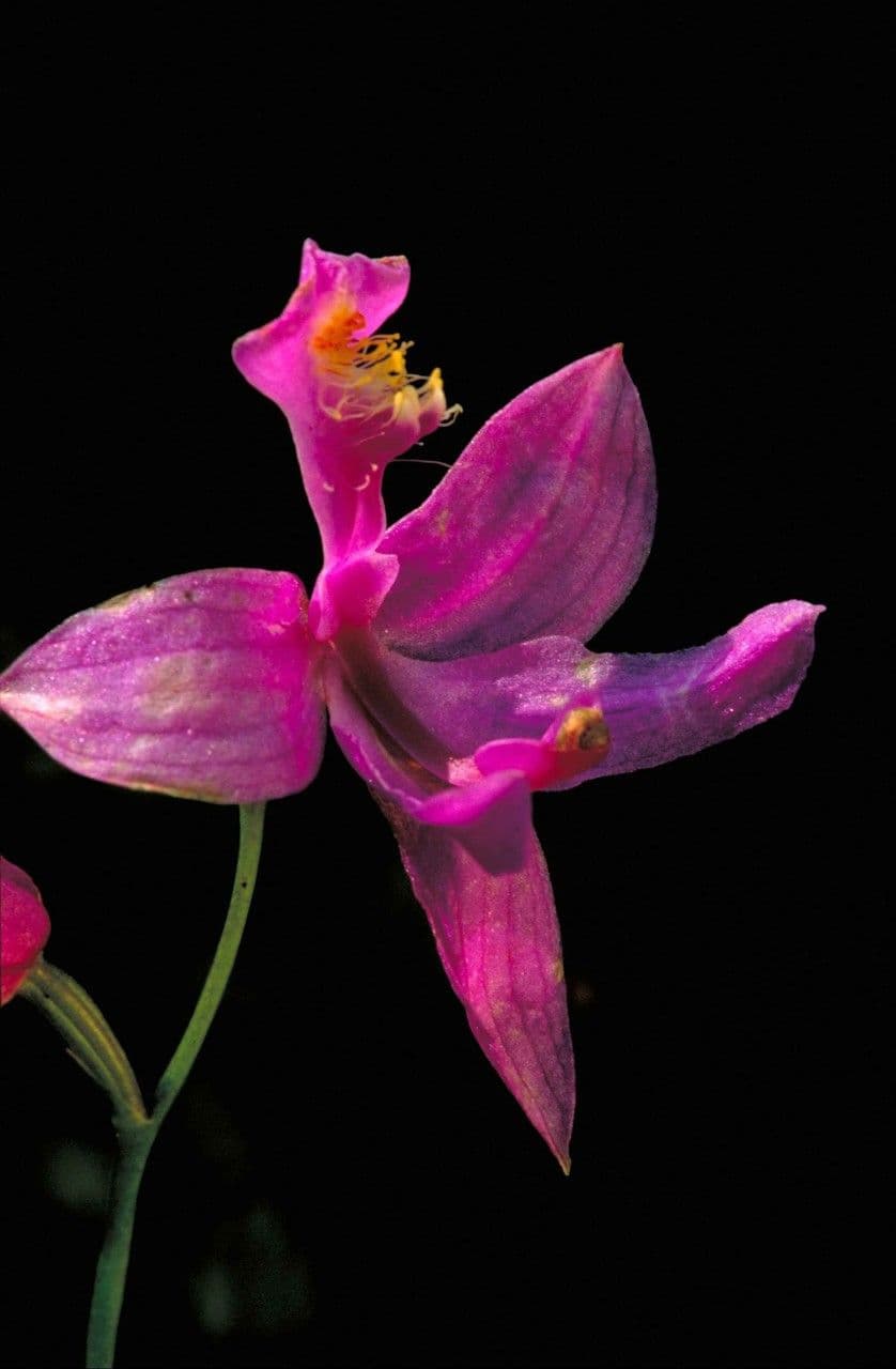Calopogon tuberoso