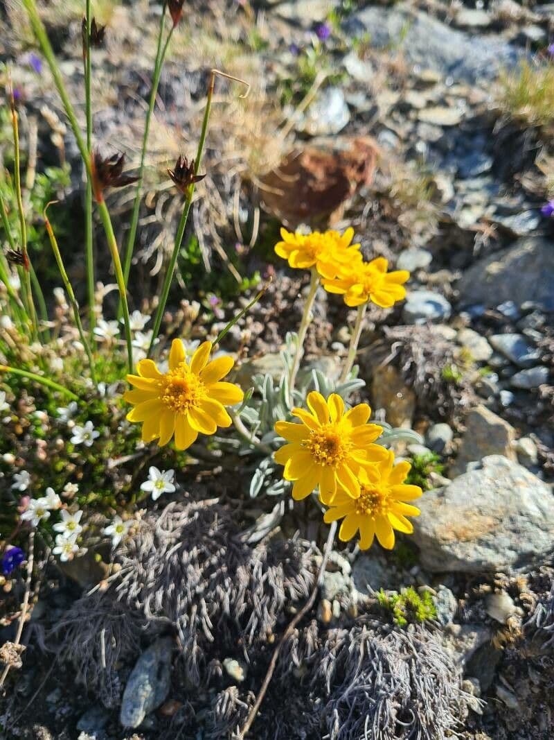 Senecio 3