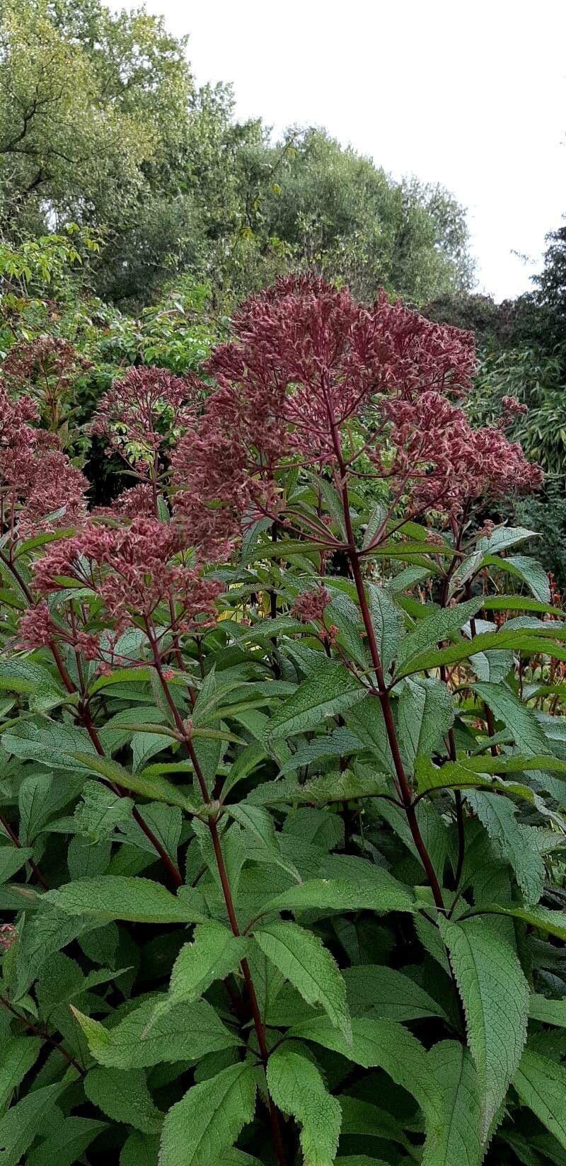 Eupatorio maculato 2