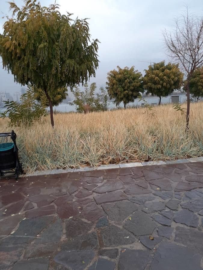 Elimo sabbioso 13