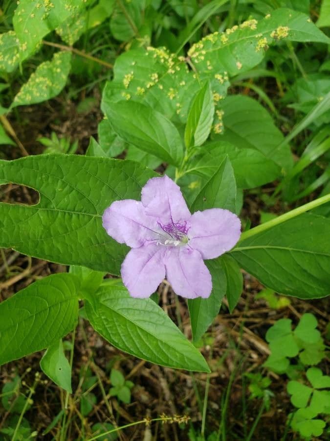 Ruellia 5