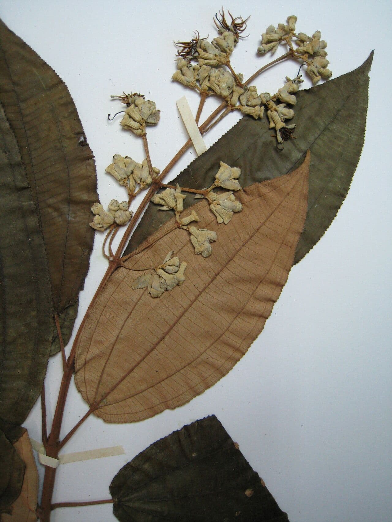 Miconia 9