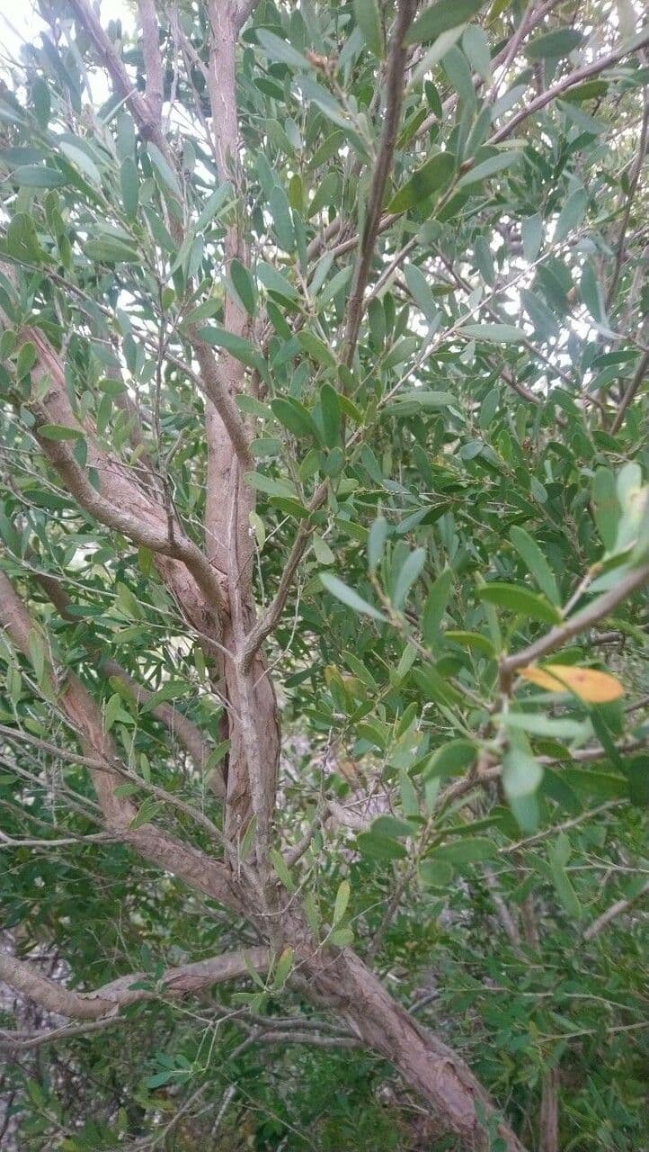 Leptospermum laevigatum 17