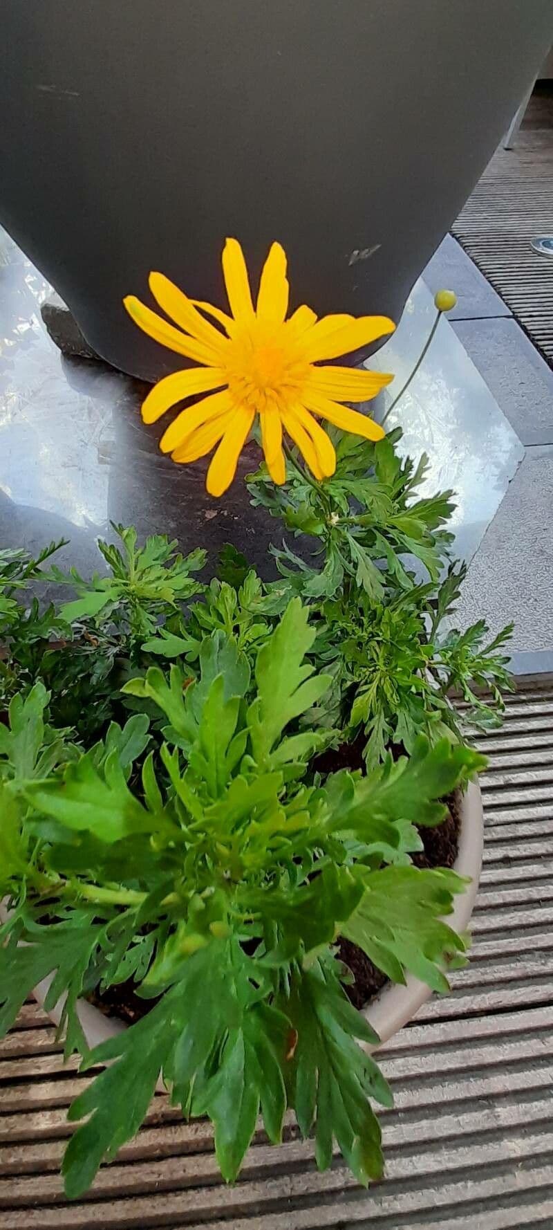 Gold-Euryops 21
