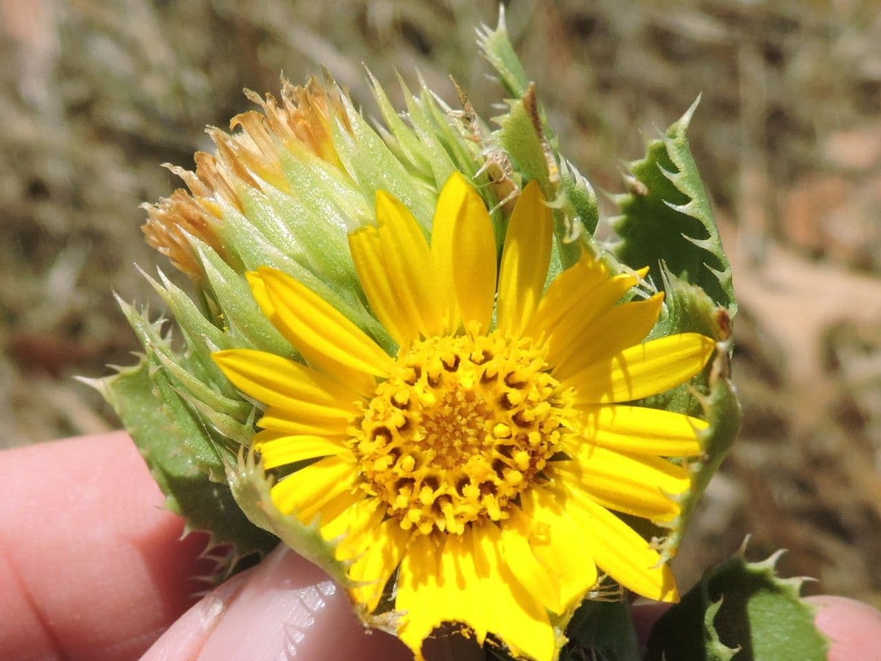 Grindelia ciliata 5