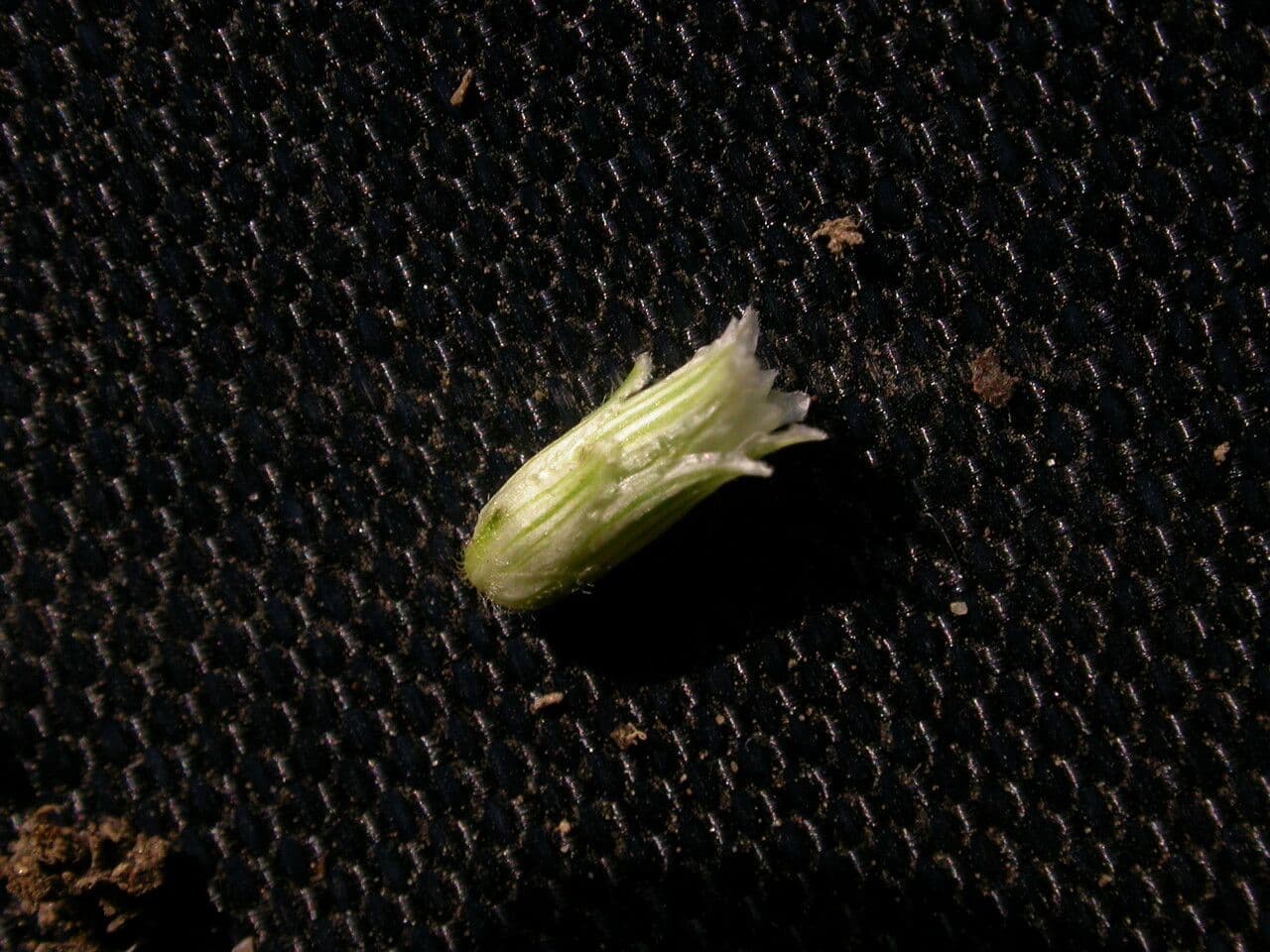 Herbe du Laos 4
