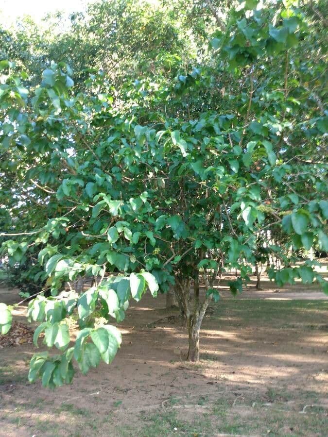 Vangueria madagascariensis 11