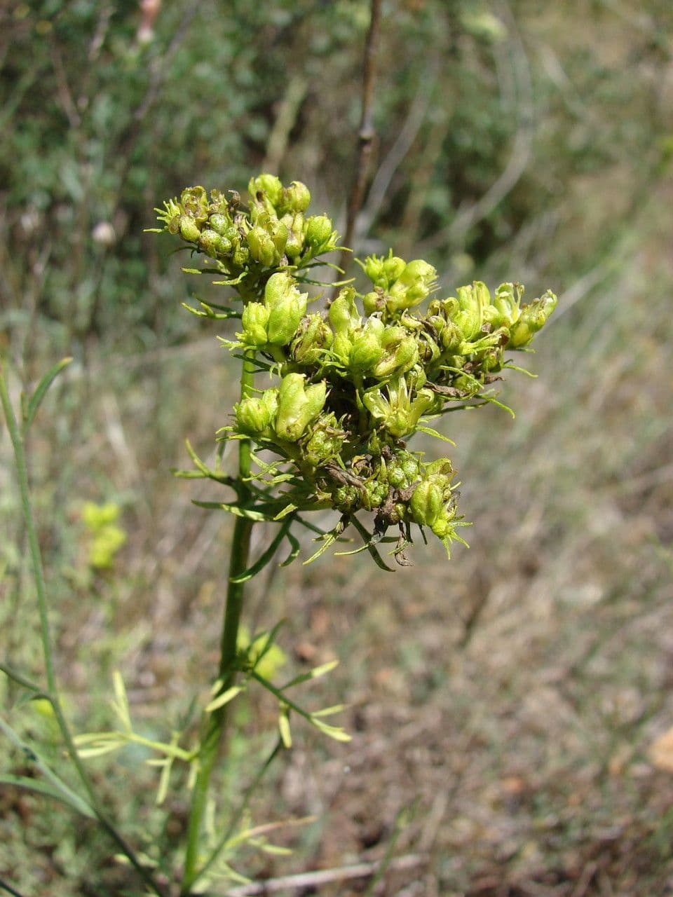 Ruta montana 5