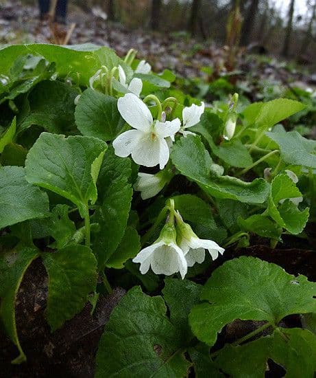 Viola odorata 11
