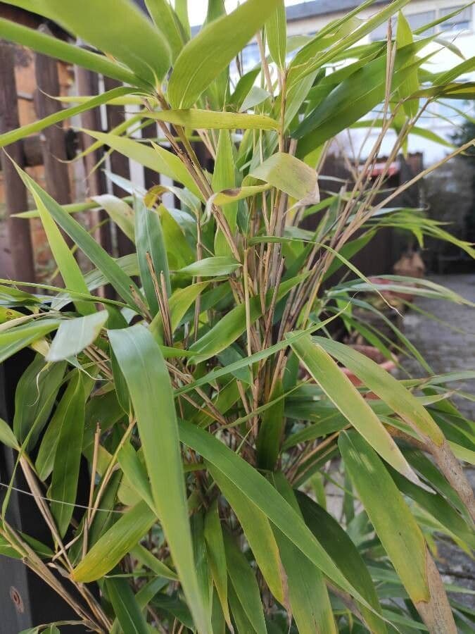 Indocalamus