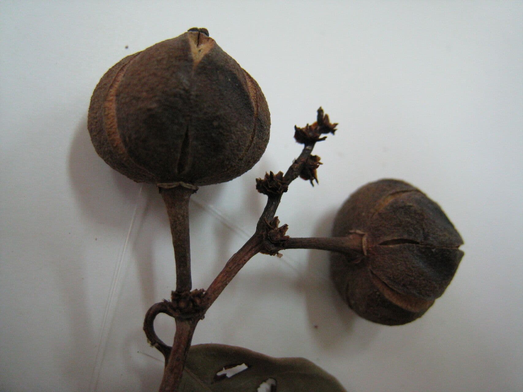 Amanoa 19