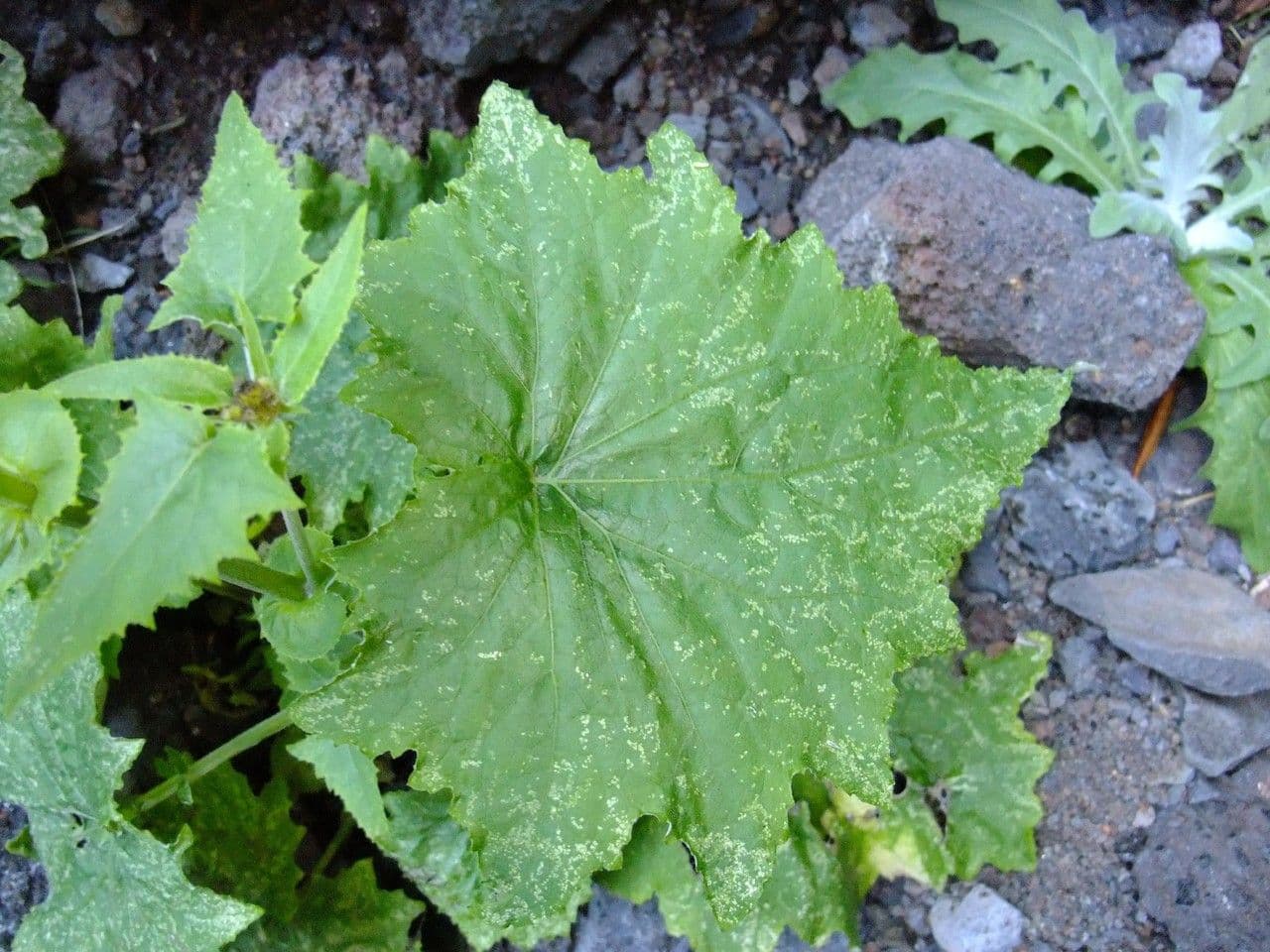 Pericallis 13