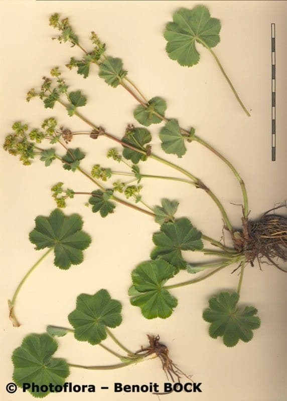 Alchemilla 6