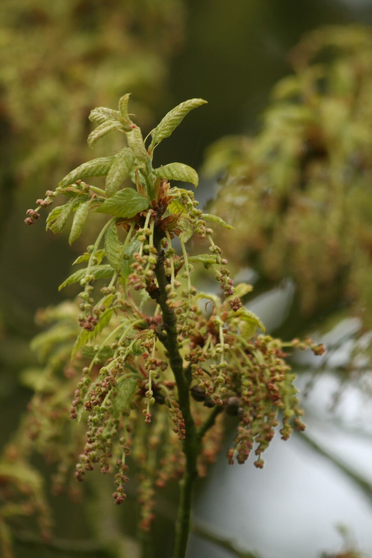 Quercia 4
