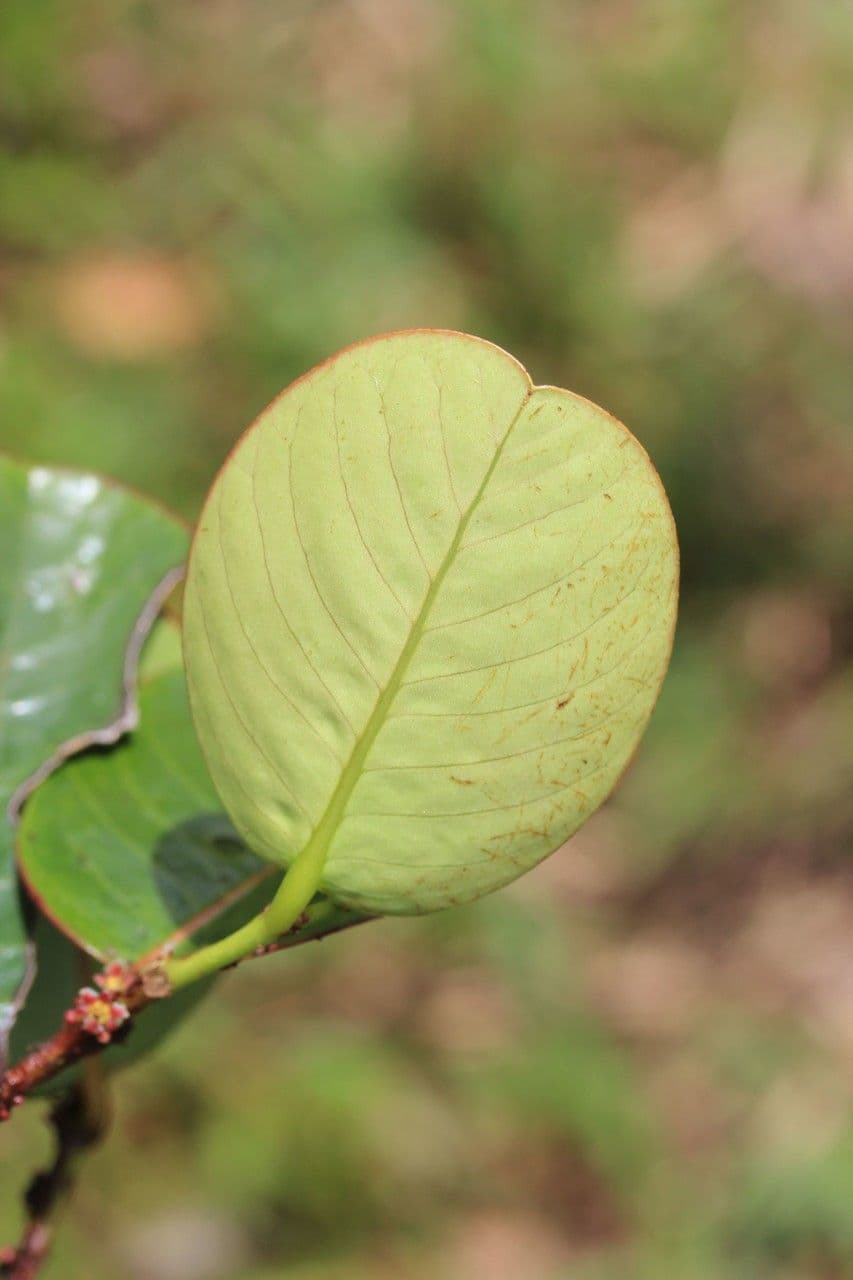 Phyllanthus phillyreifolius 19