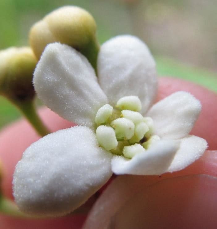 Nectandra 4