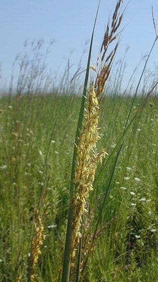 Sorghastrum nutans 2