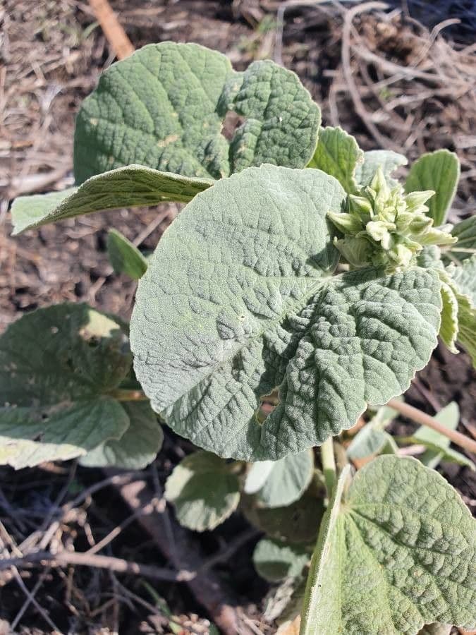 Abutilon 10