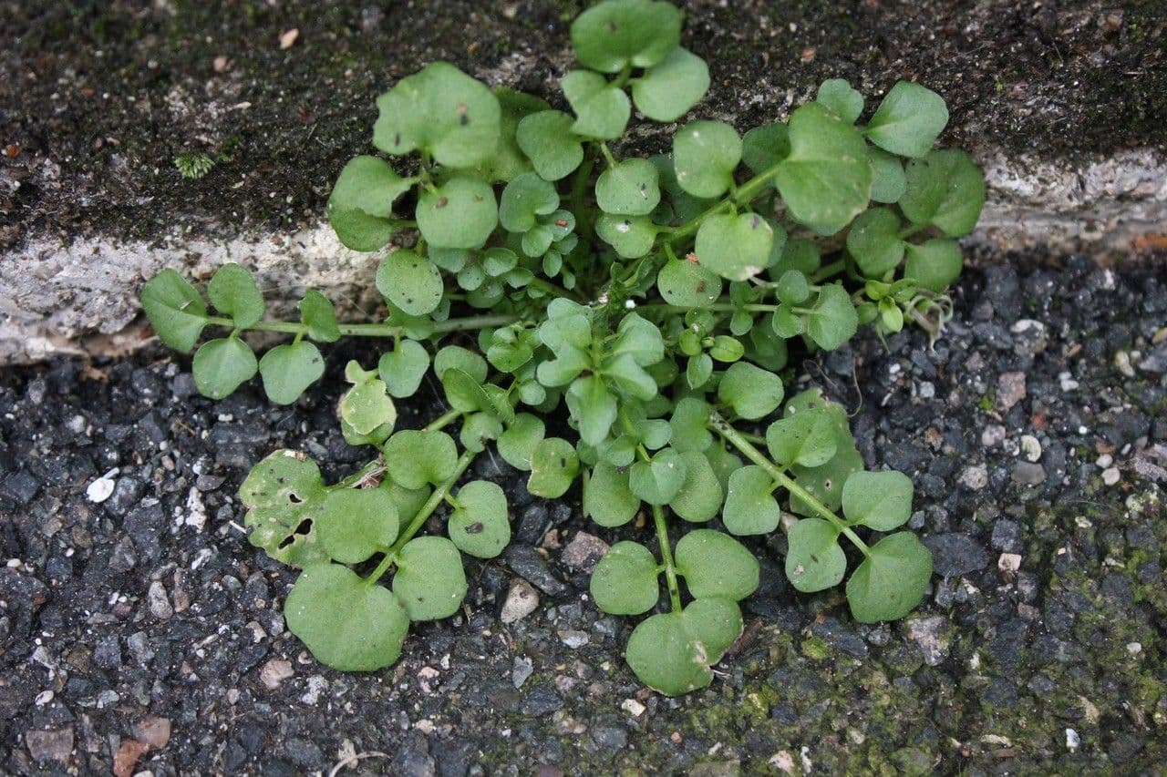 Billeri impatiens 15
