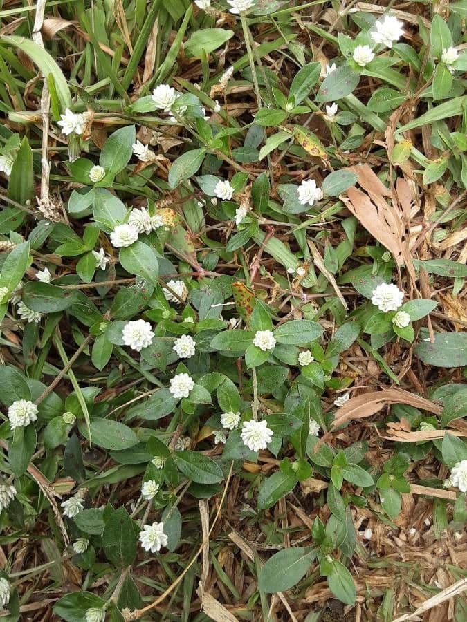 Whipplea modesta 6