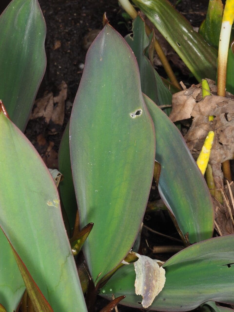 Orontium acquatico 14