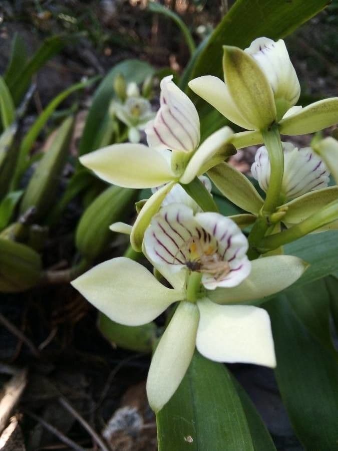 Prosthechea 5