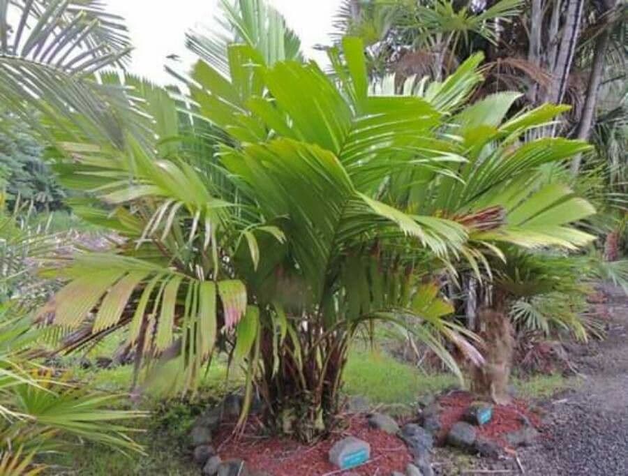 Manicaria saccifera 9