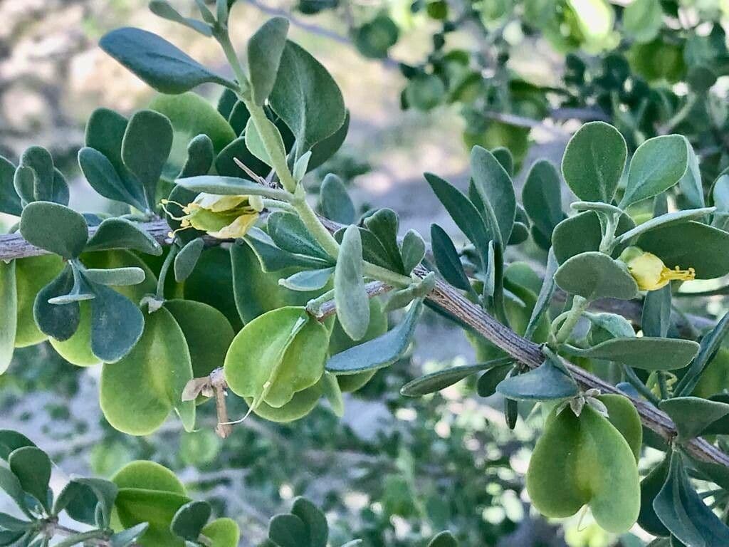 Zygophyllum 11