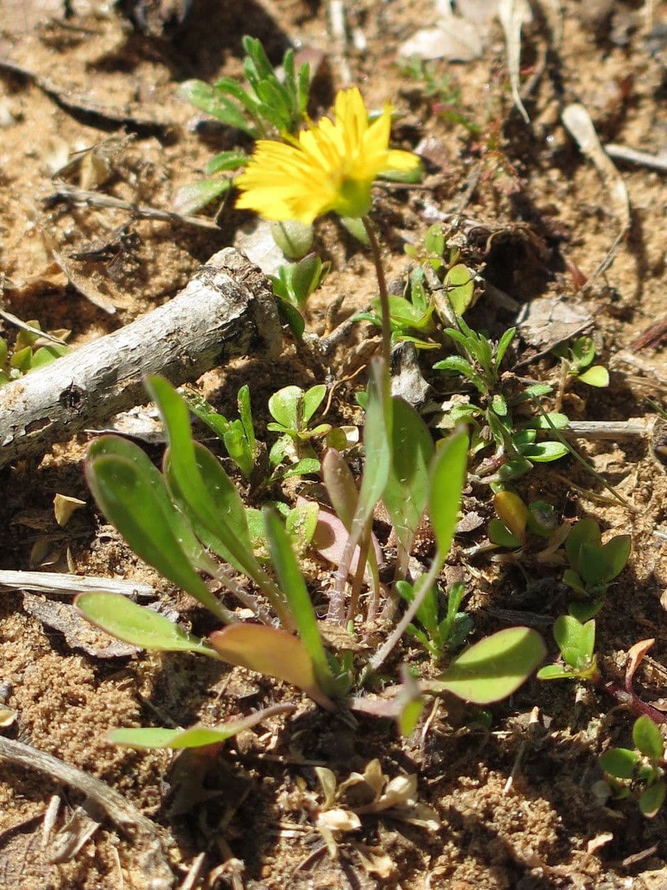 Krigia occidentale