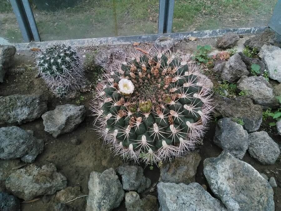 Cactus 9