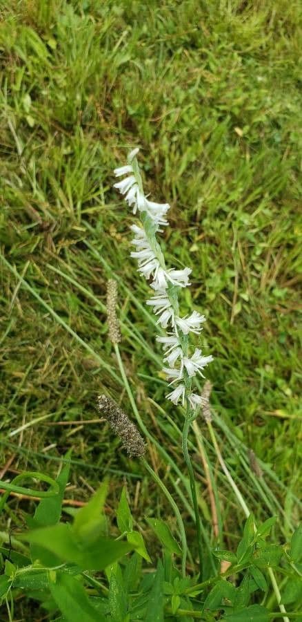 Spiranthes lacera 4