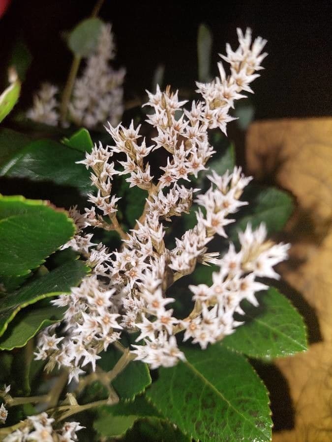 Goniolimon tataricum 2