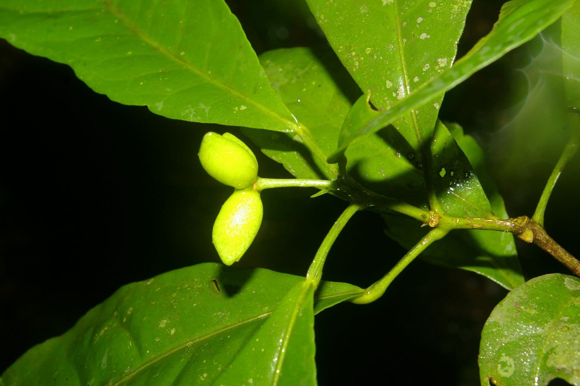 Peltostigma