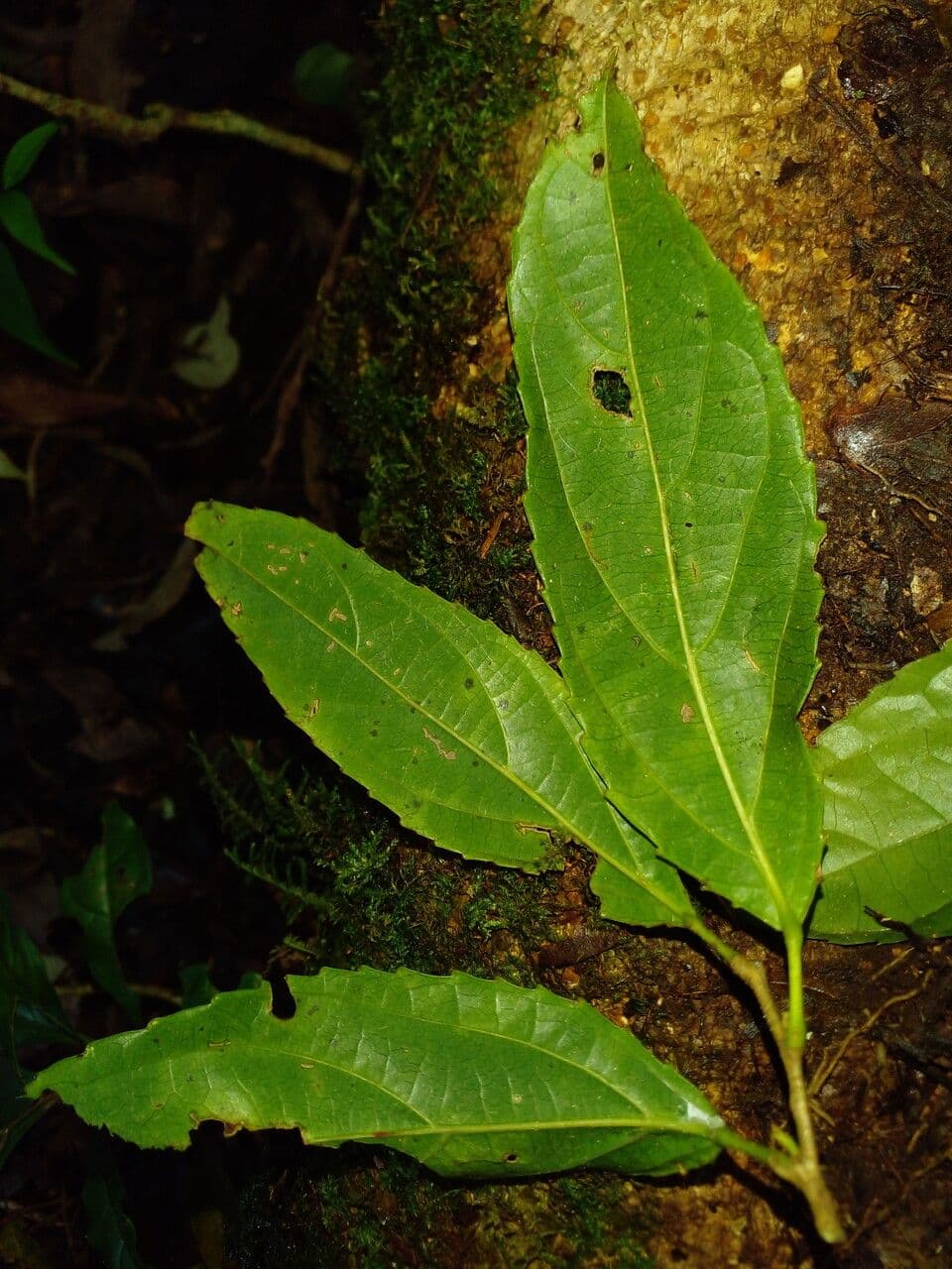 Macrohasseltia macroterantha 5