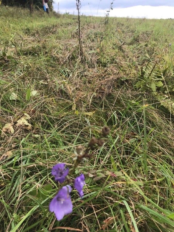 Campanula di Scheuchzer 4