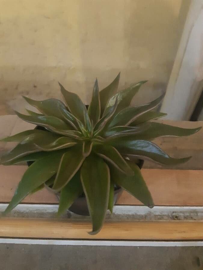Echeveria 2
