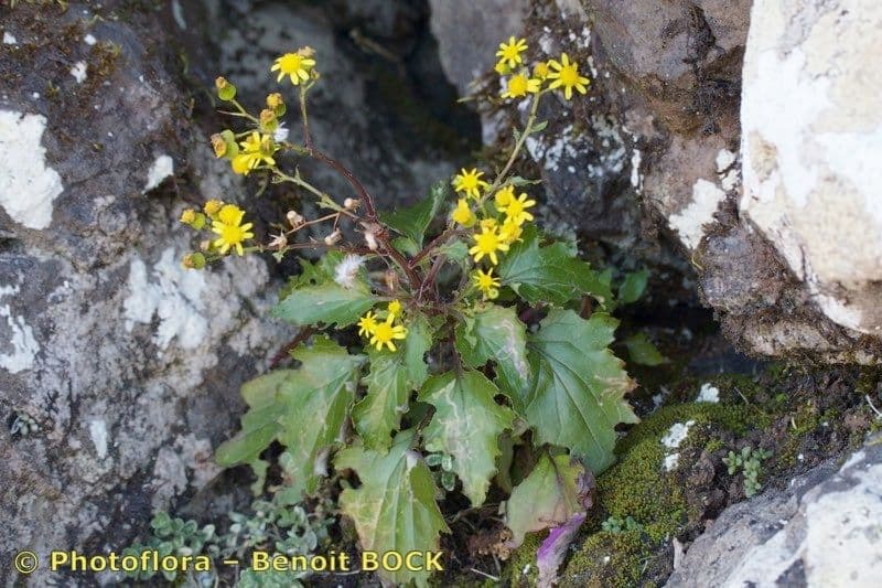 Senecio 3