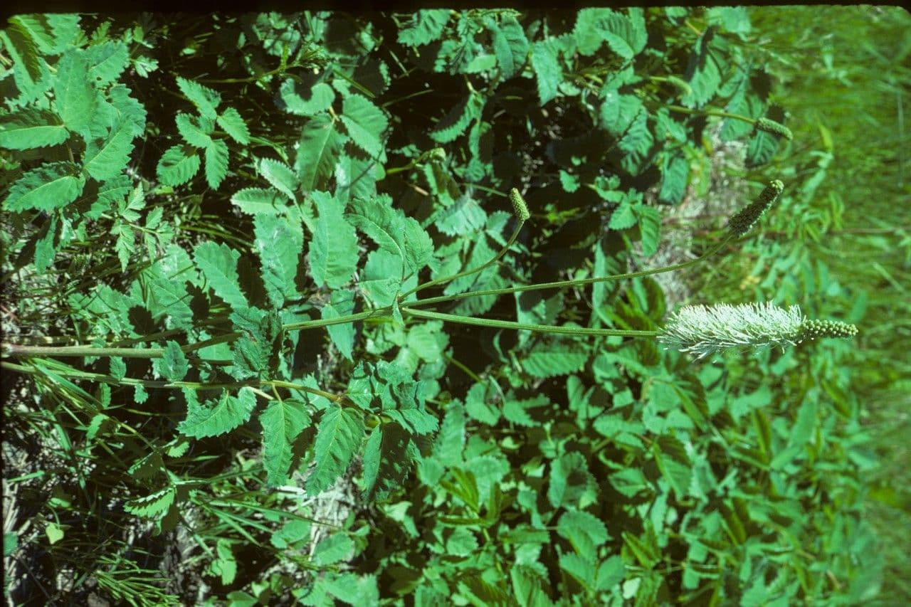 Sanguisorba canadese 8