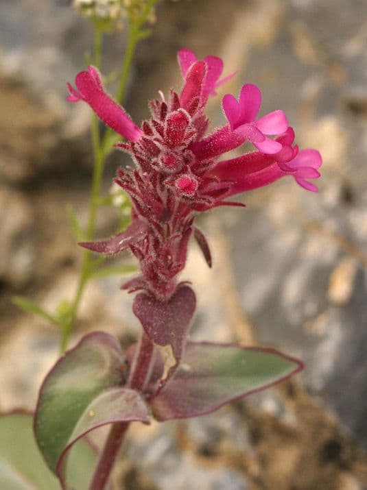 Penstemon 2