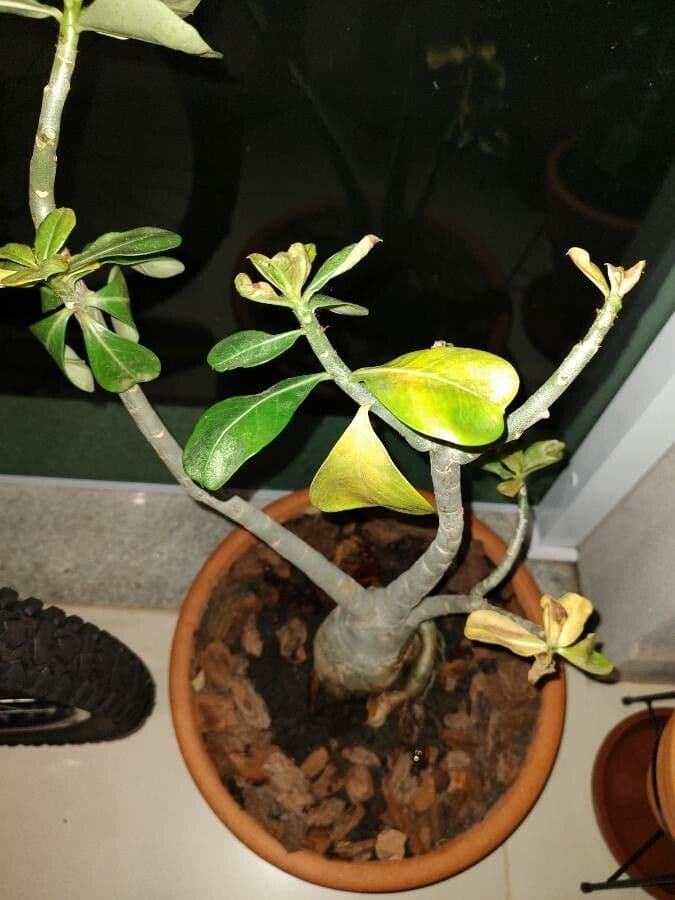 Adenium 15