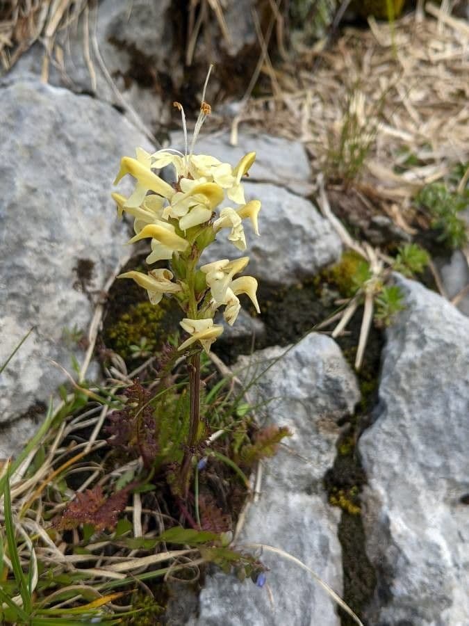 Pedicularis ascendens 6