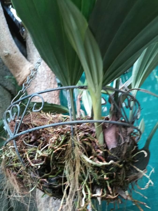 Stanhopea 13