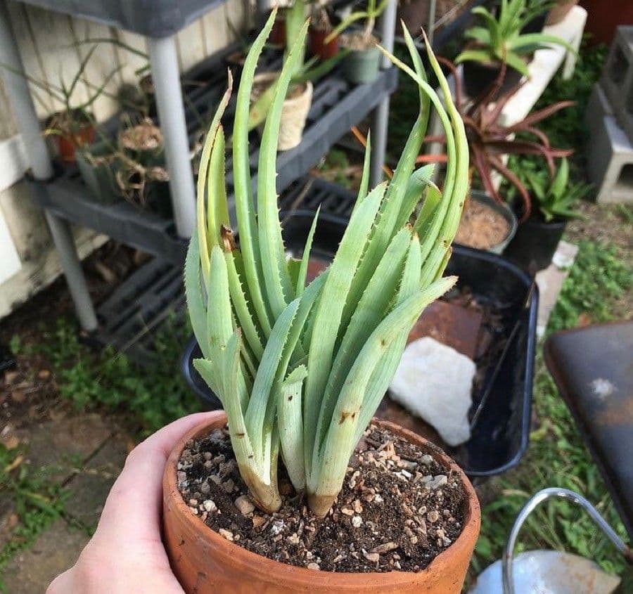 Aloe a righe 4