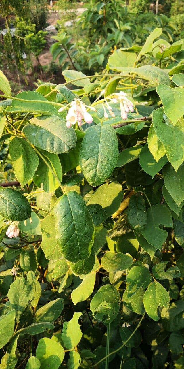 Amalocalyx 4