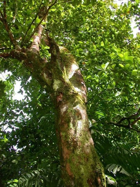 Pouteria durlandii 16