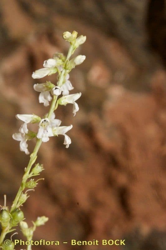 Anarrhinum 13